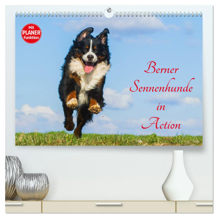 Berner Sennenhunde in Action (CALVENDO Premium Wandkalender 2025)