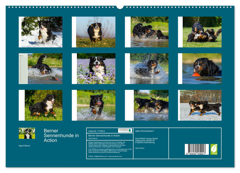 Berner Sennenhunde in Action (CALVENDO Premium Wandkalender 2025)