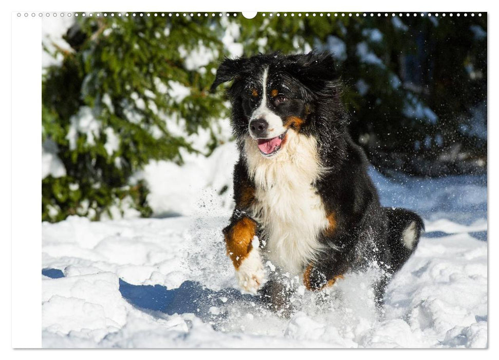 Berner Sennenhunde in Action (CALVENDO Premium Wandkalender 2025)