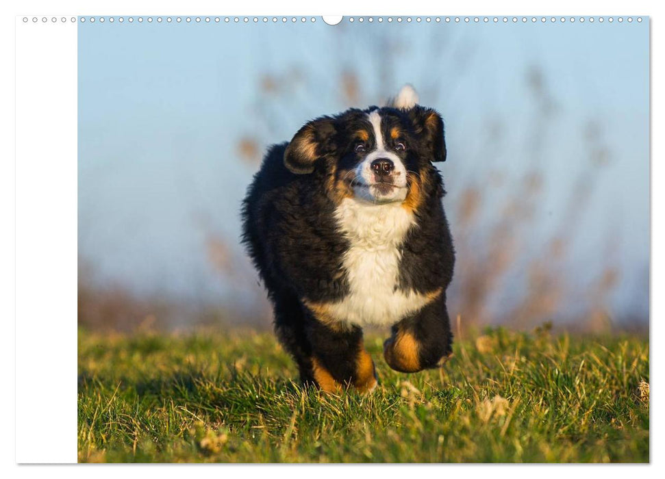 Berner Sennenhunde in Action (CALVENDO Premium Wandkalender 2025)