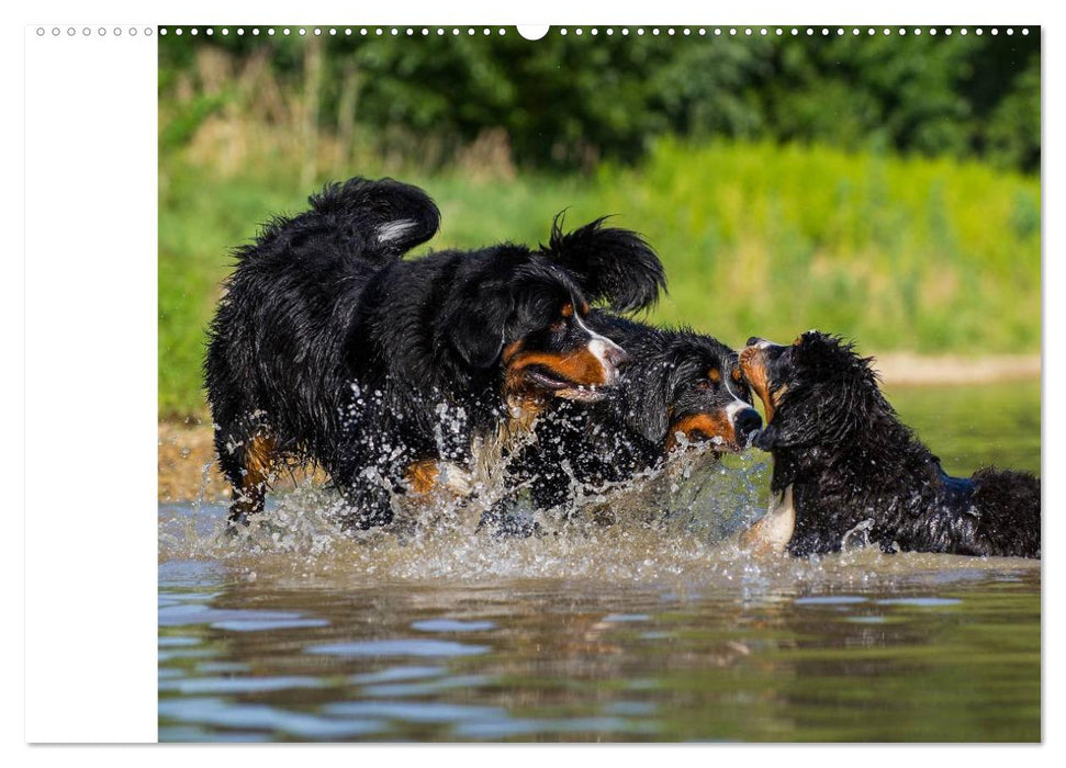 Berner Sennenhunde in Action (CALVENDO Premium Wandkalender 2025)