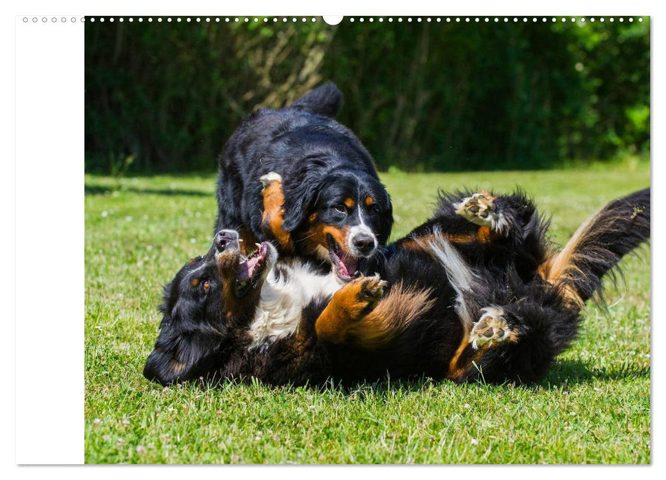 Berner Sennenhunde in Action (CALVENDO Premium Wandkalender 2025)