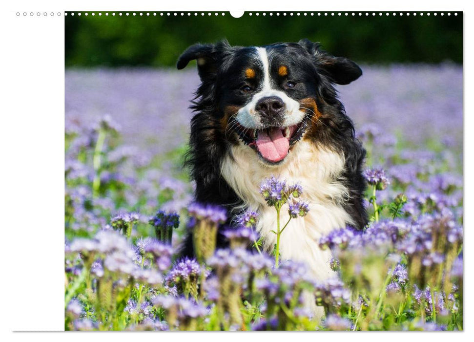 Berner Sennenhunde in Action (CALVENDO Premium Wandkalender 2025)