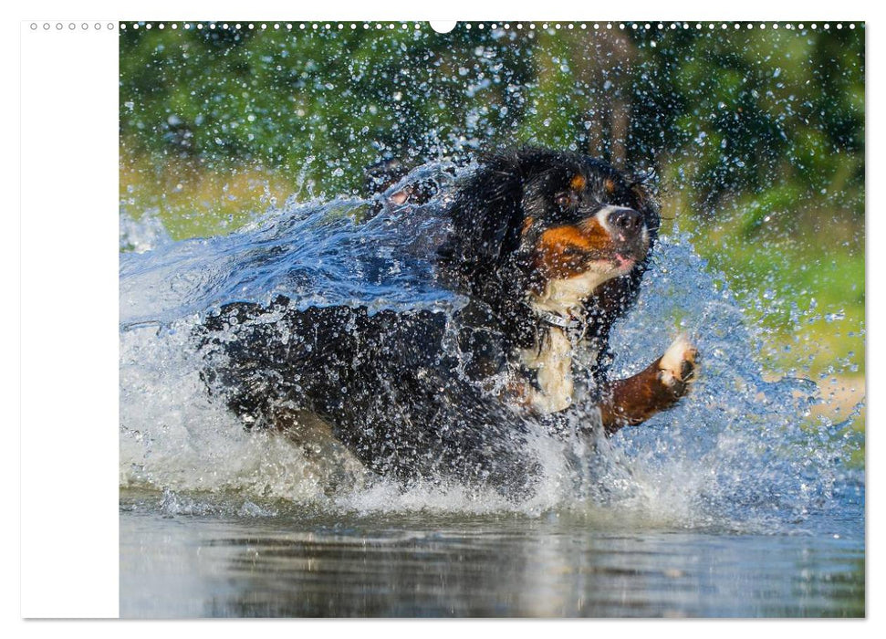 Berner Sennenhunde in Action (CALVENDO Premium Wandkalender 2025)