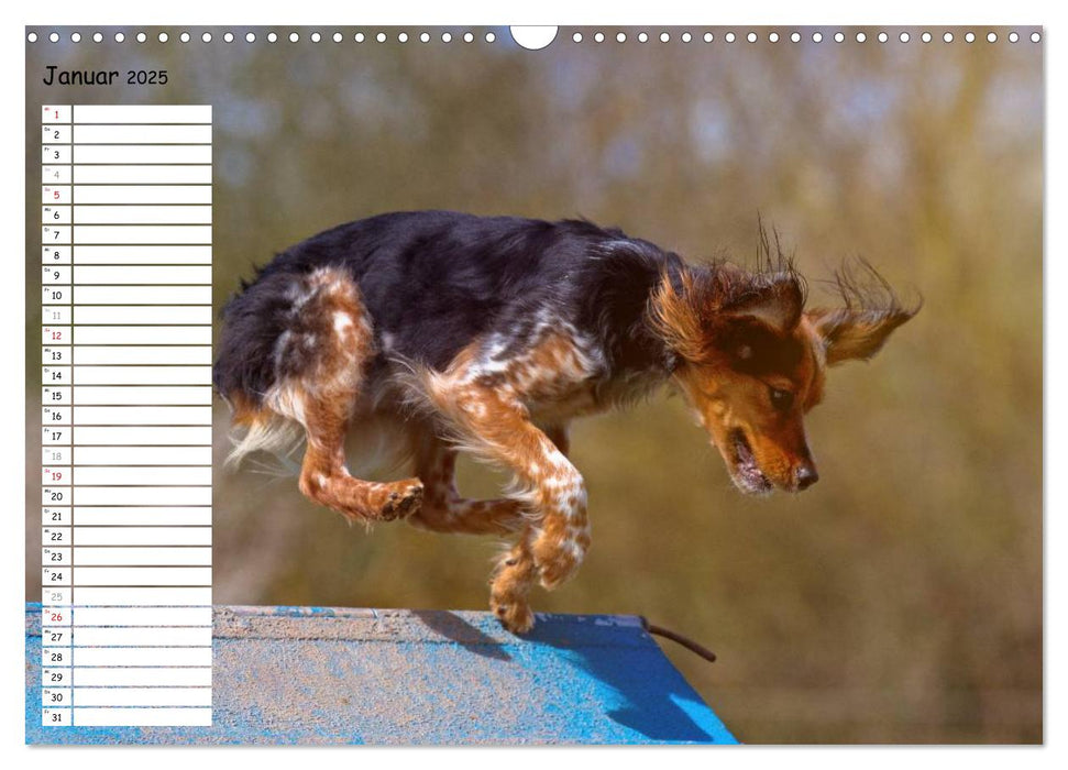 Fliegende Hunde beim Agility (CALVENDO Wandkalender 2025)