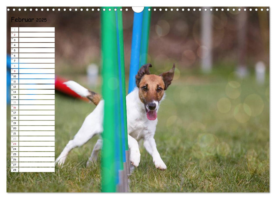 Fliegende Hunde beim Agility (CALVENDO Wandkalender 2025)