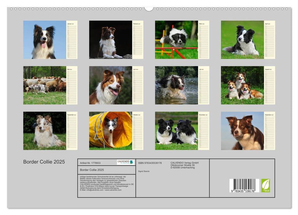 Border Collie 2025 (CALVENDO Premium Wandkalender 2025)