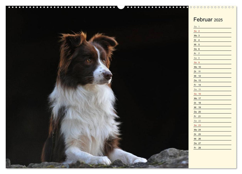 Border Collie 2025 (CALVENDO Premium Wandkalender 2025)