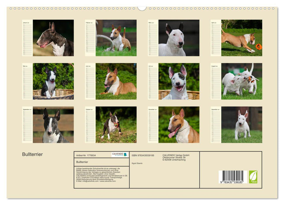 Bullterrier (CALVENDO Premium Wandkalender 2025)