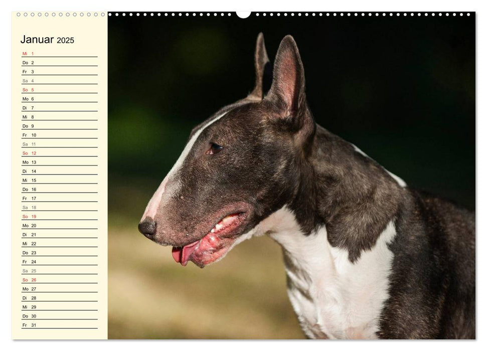 Bullterrier (CALVENDO Premium Wandkalender 2025)