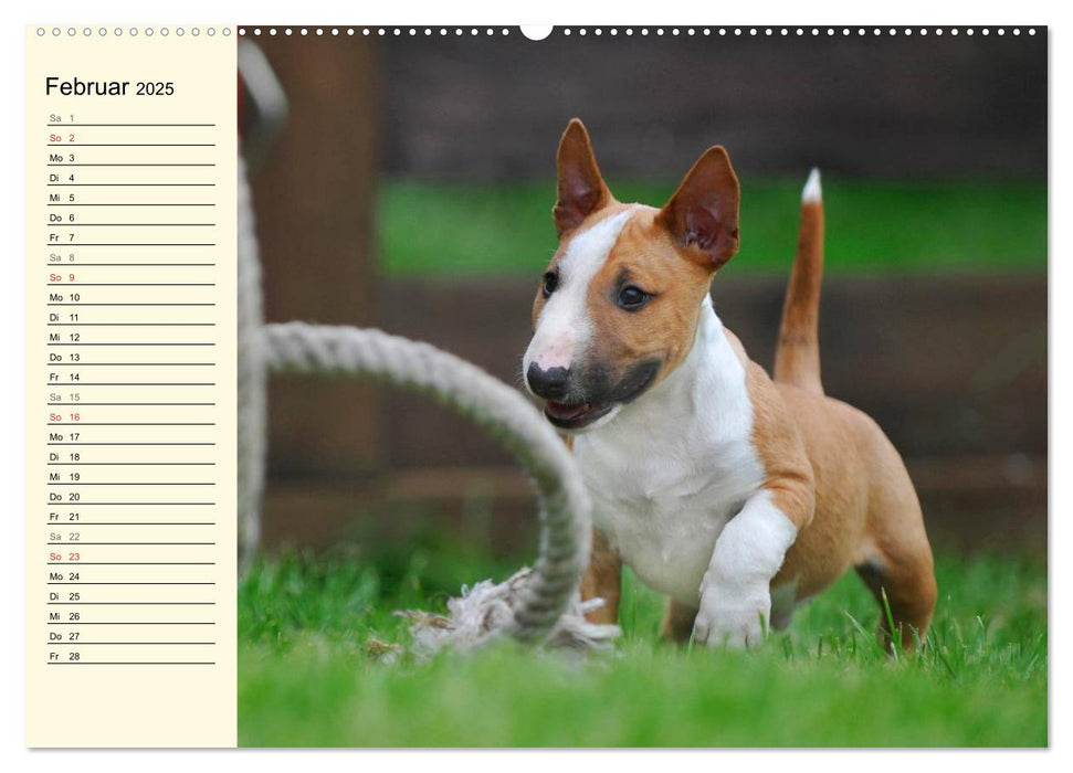 Bullterrier (CALVENDO Premium Wandkalender 2025)