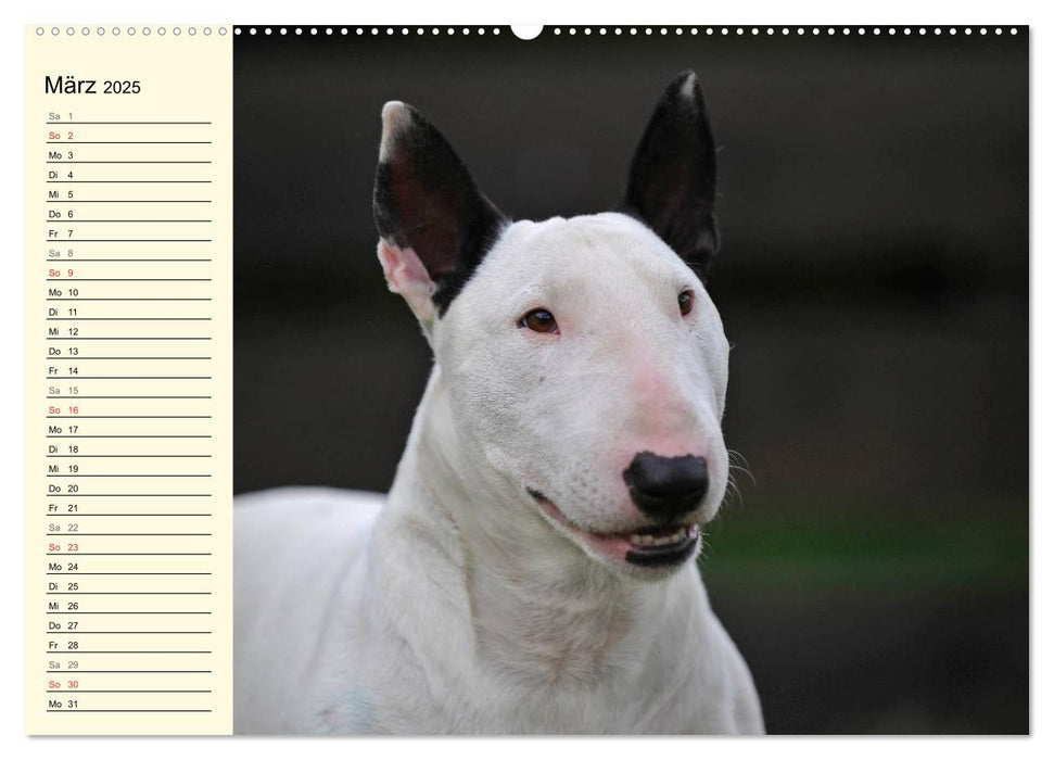 Bullterrier (CALVENDO Premium Wandkalender 2025)