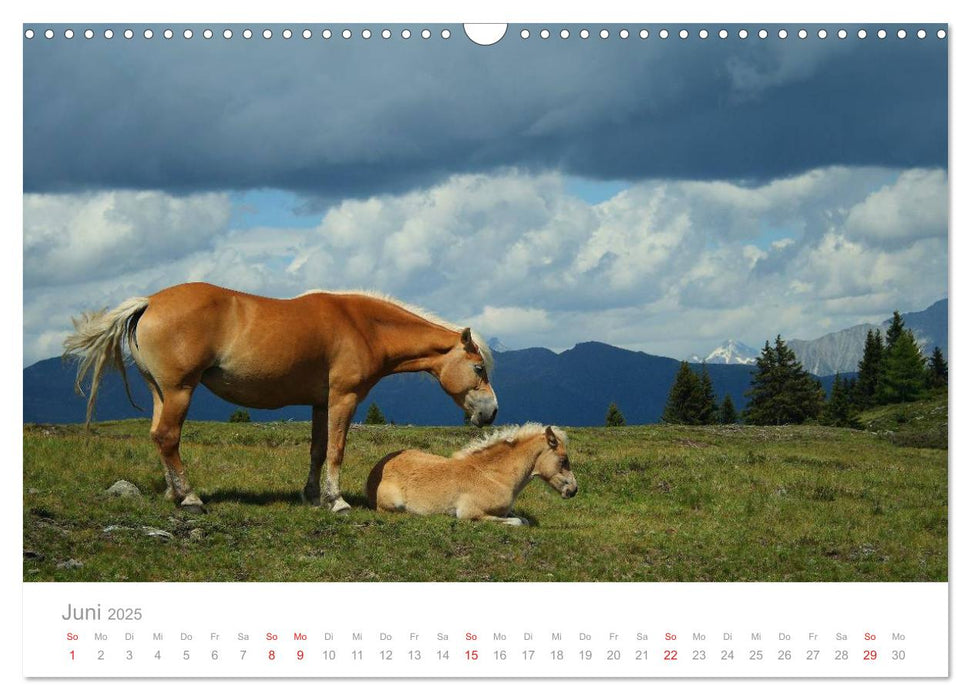 Pferde - Hobby und Leidenschaft (CALVENDO Wandkalender 2025)