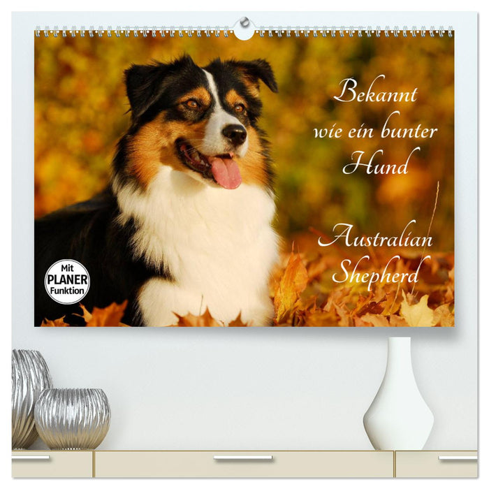 Bekannt wie ein bunter Hund. Australian Shepherd (CALVENDO Premium Wandkalender 2025)