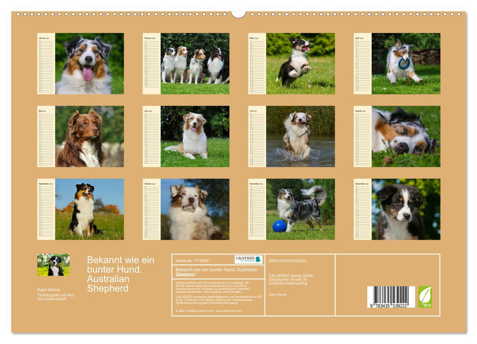 Bekannt wie ein bunter Hund. Australian Shepherd (CALVENDO Premium Wandkalender 2025)