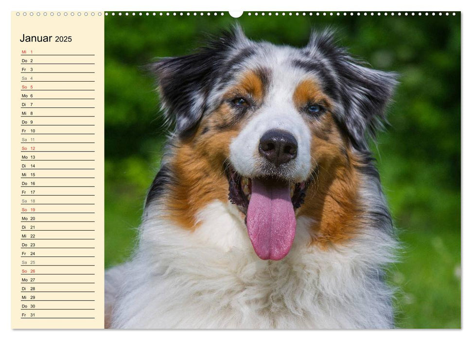 Bekannt wie ein bunter Hund. Australian Shepherd (CALVENDO Premium Wandkalender 2025)