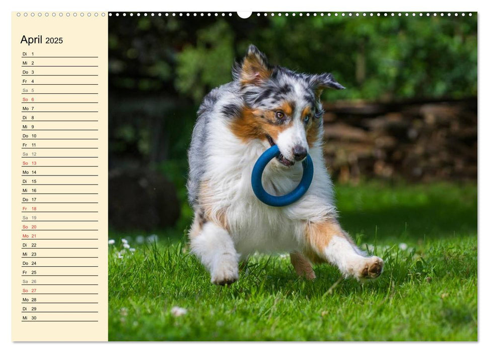 Bekannt wie ein bunter Hund. Australian Shepherd (CALVENDO Premium Wandkalender 2025)