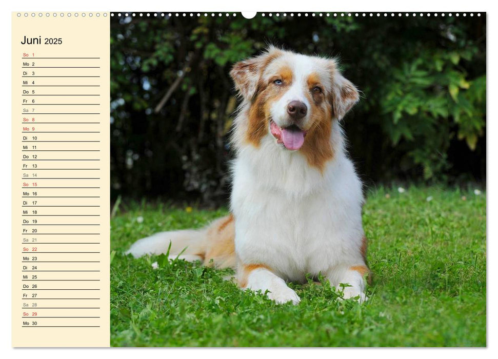 Bekannt wie ein bunter Hund. Australian Shepherd (CALVENDO Premium Wandkalender 2025)