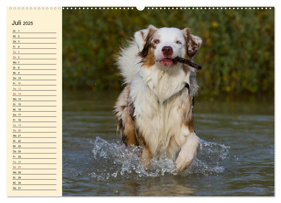 Bekannt wie ein bunter Hund. Australian Shepherd (CALVENDO Premium Wandkalender 2025)