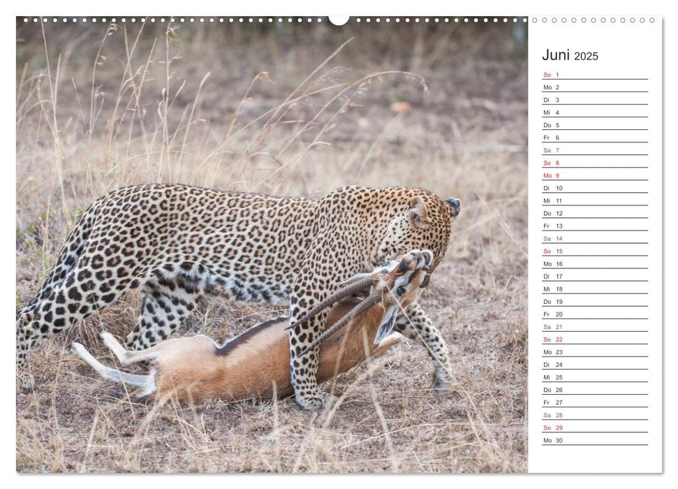 Emotionale Momente: Jagen in Afrika. (CALVENDO Premium Wandkalender 2025)