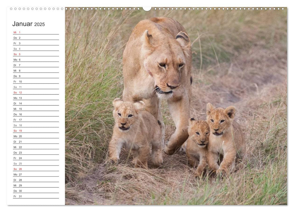 Emotionale Momente: Löwenbabys - so süß. (CALVENDO Premium Wandkalender 2025)