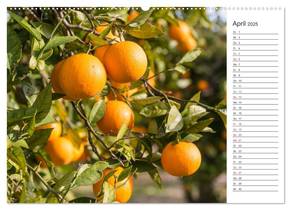 Emotionale Momente: Orangen und Zitronen. (CALVENDO Premium Wandkalender 2025)