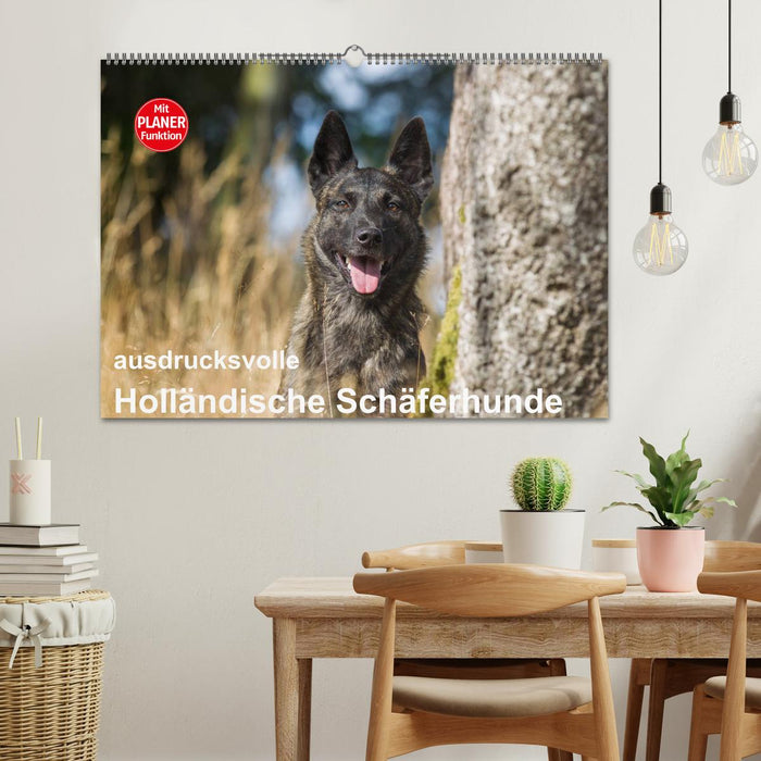 ausdrucksvolle Holländische Schäferhunde (CALVENDO Wandkalender 2025)