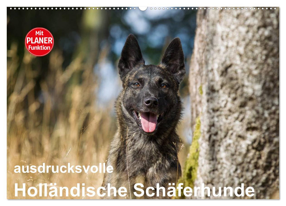 ausdrucksvolle Holländische Schäferhunde (CALVENDO Wandkalender 2025)