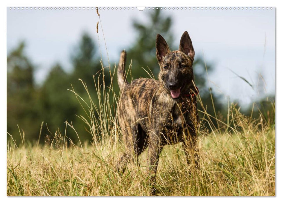 ausdrucksvolle Holländische Schäferhunde (CALVENDO Wandkalender 2025)