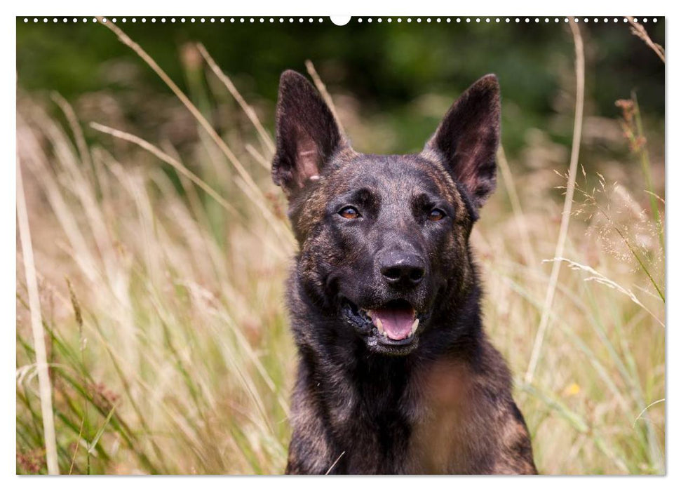 ausdrucksvolle Holländische Schäferhunde (CALVENDO Wandkalender 2025)