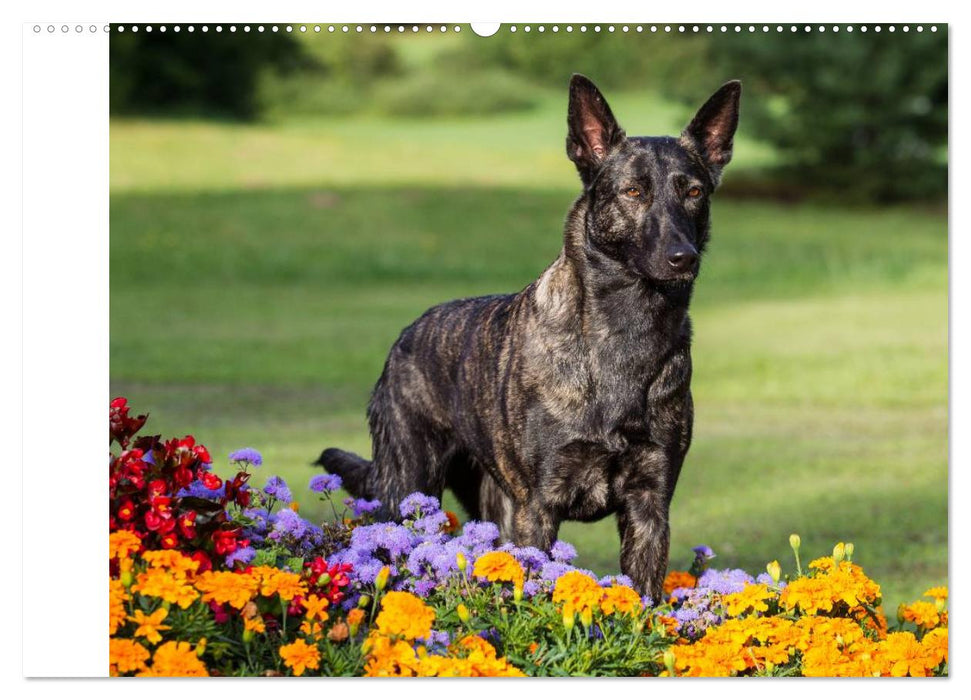 ausdrucksvolle Holländische Schäferhunde (CALVENDO Wandkalender 2025)