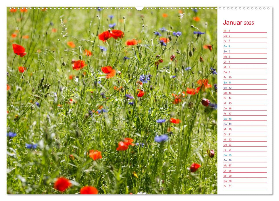 Mohnblumen (CALVENDO Premium Wandkalender 2025)