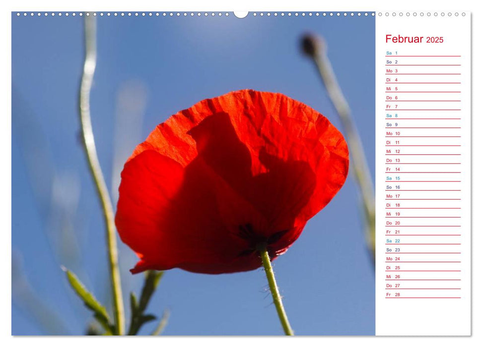 Mohnblumen (CALVENDO Premium Wandkalender 2025)