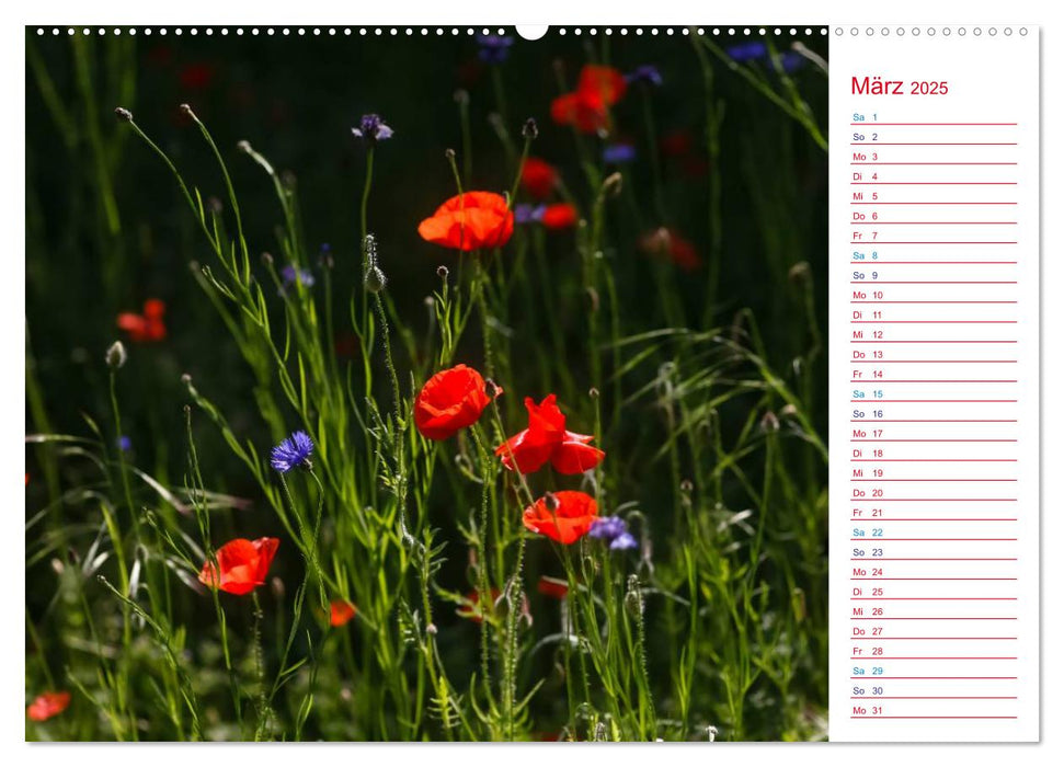 Mohnblumen (CALVENDO Premium Wandkalender 2025)