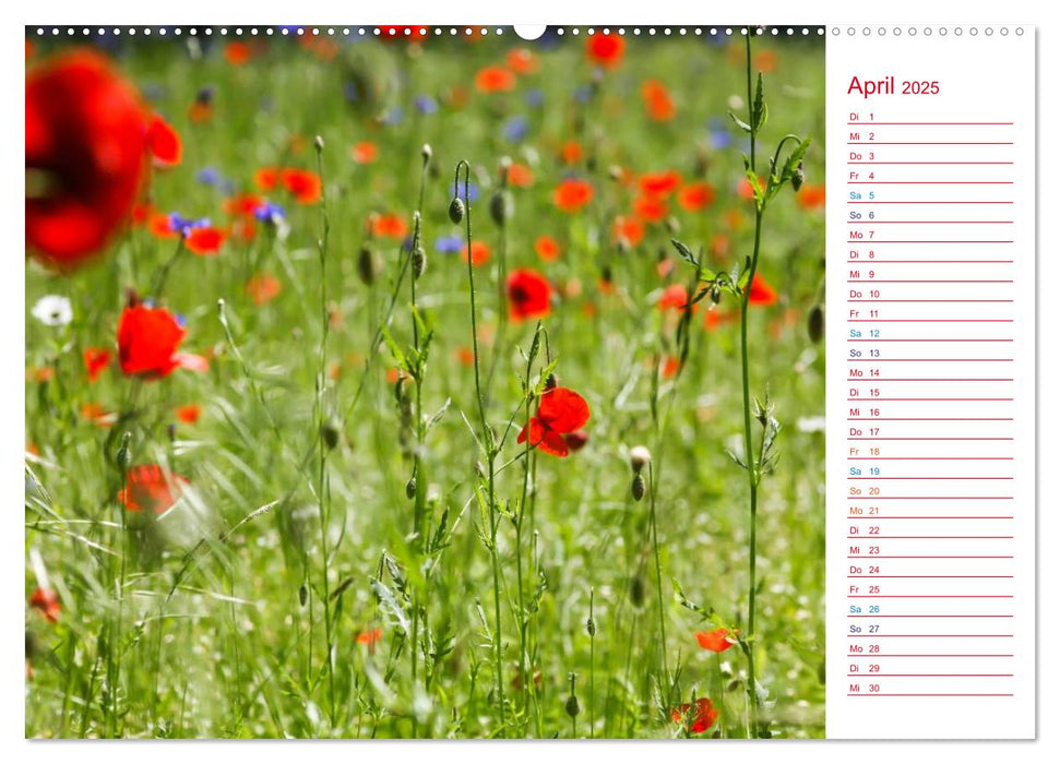 Mohnblumen (CALVENDO Premium Wandkalender 2025)