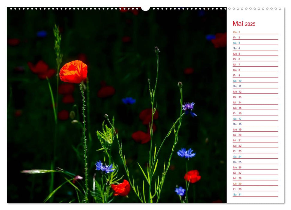 Mohnblumen (CALVENDO Premium Wandkalender 2025)