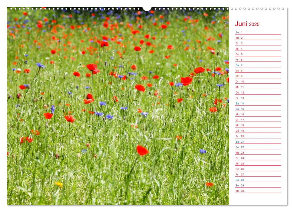 Mohnblumen (CALVENDO Premium Wandkalender 2025)