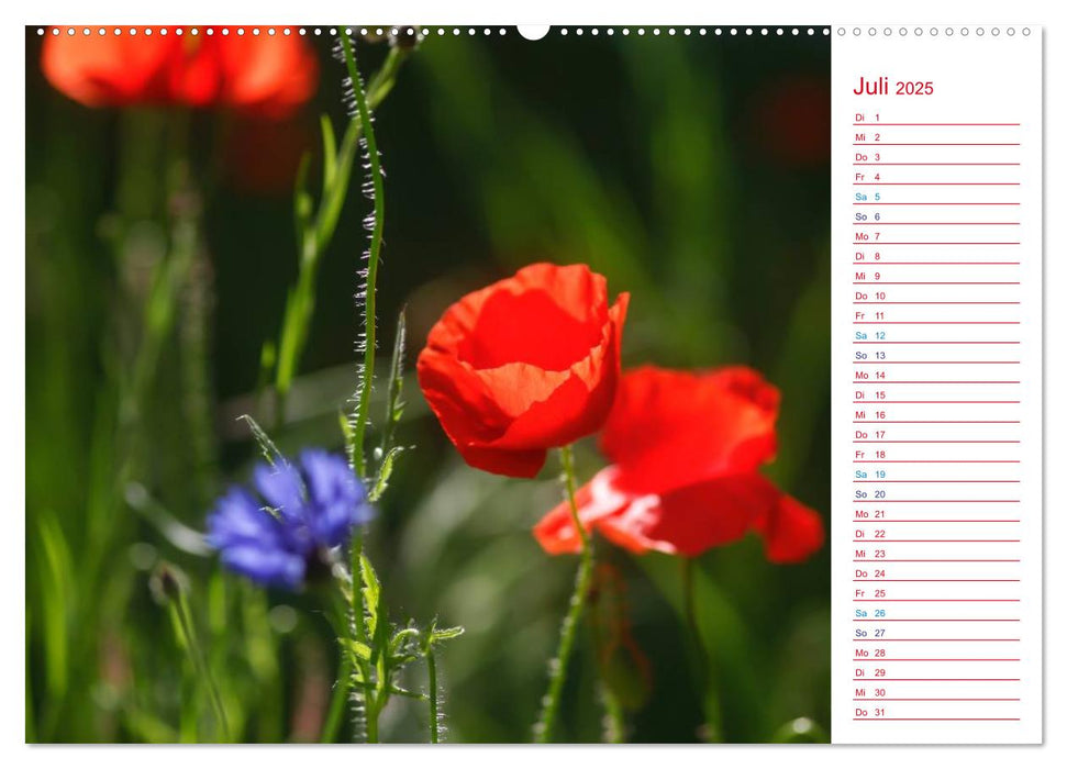 Mohnblumen (CALVENDO Premium Wandkalender 2025)