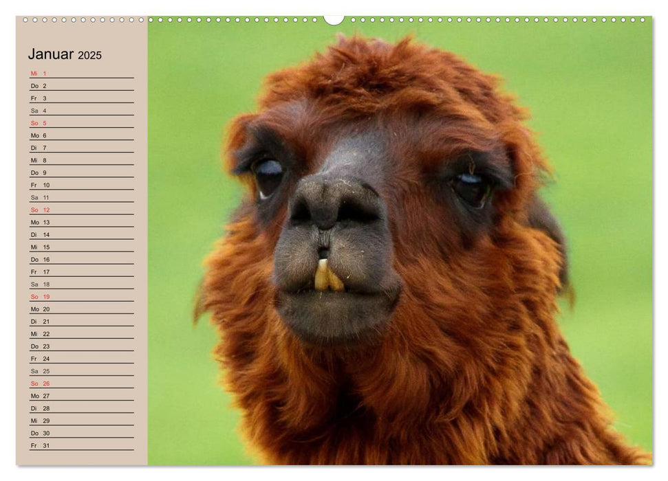 Alpakas und Lamas (CALVENDO Premium Wandkalender 2025)