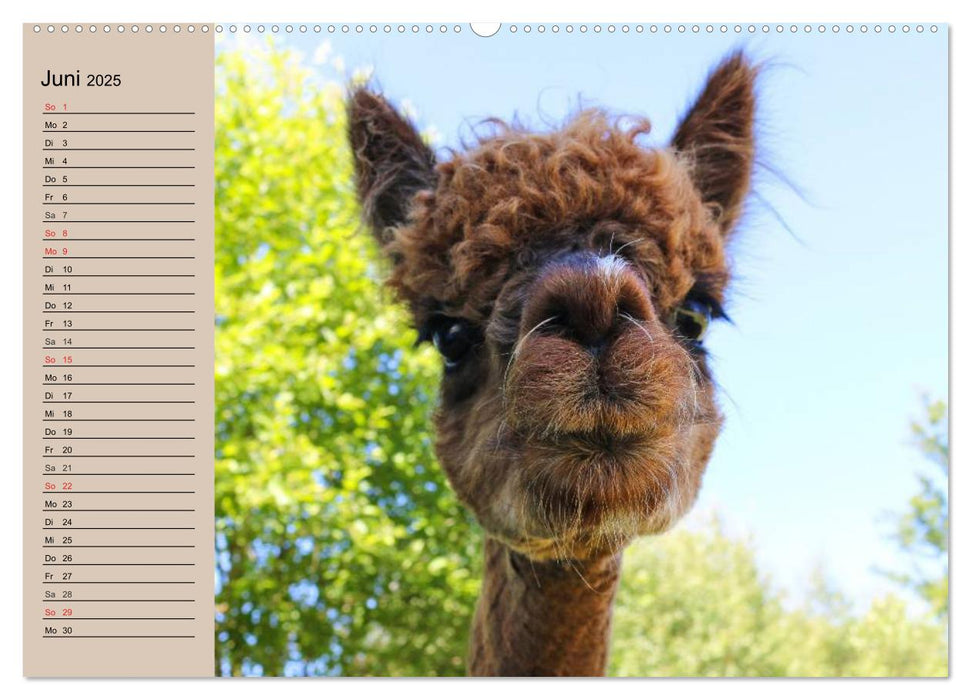 Alpakas und Lamas (CALVENDO Premium Wandkalender 2025)