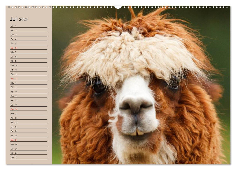 Alpakas und Lamas (CALVENDO Premium Wandkalender 2025)