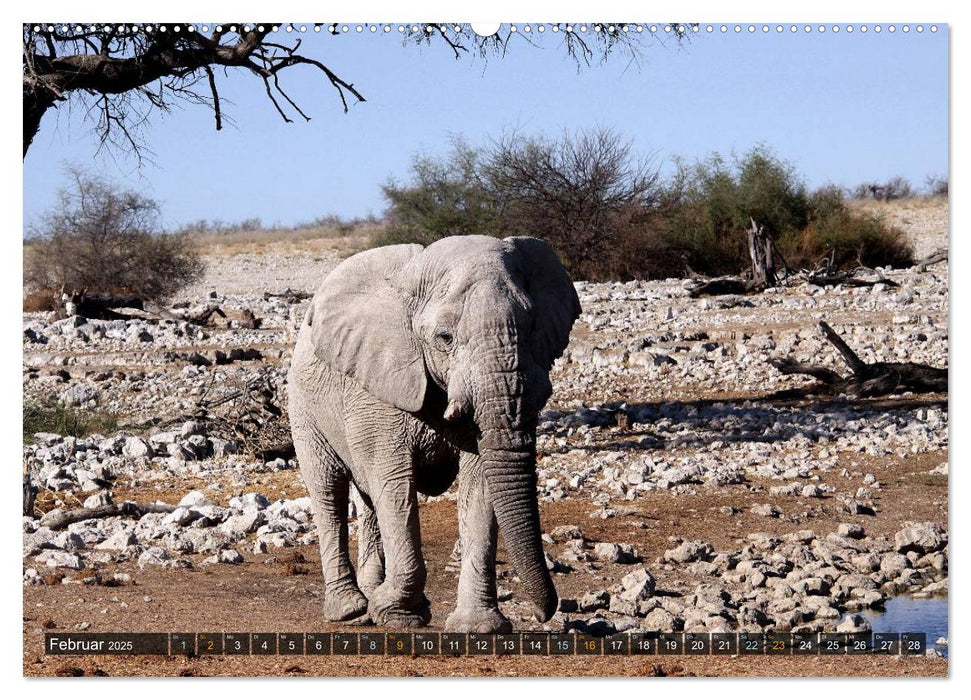 Jumbo Auf den Spuren der Elefanten in Namibia (CALVENDO Premium Wandkalender 2025)