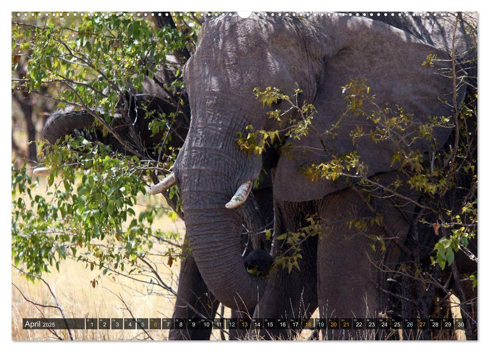 Jumbo Auf den Spuren der Elefanten in Namibia (CALVENDO Premium Wandkalender 2025)