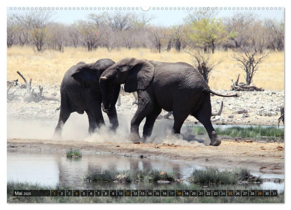 Jumbo Auf den Spuren der Elefanten in Namibia (CALVENDO Premium Wandkalender 2025)