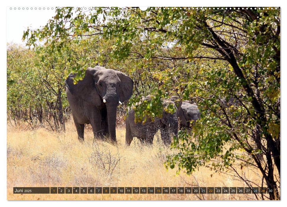 Jumbo Auf den Spuren der Elefanten in Namibia (CALVENDO Premium Wandkalender 2025)