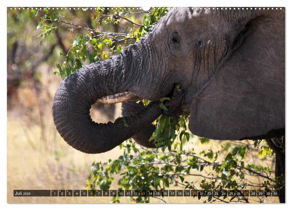 Jumbo Auf den Spuren der Elefanten in Namibia (CALVENDO Premium Wandkalender 2025)