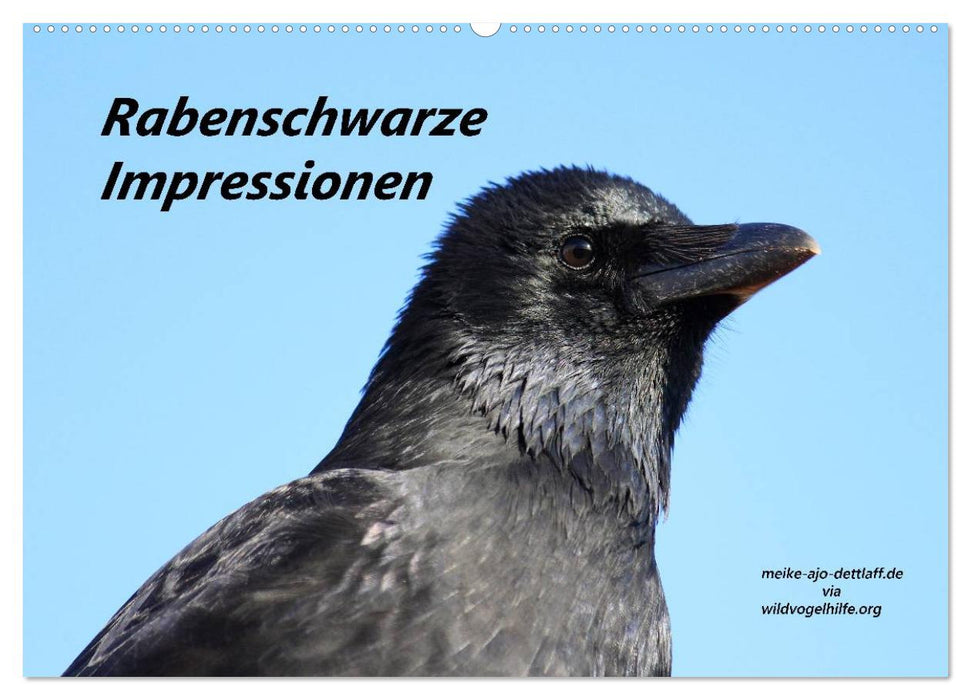 Rabenschwarze Impressionen - meike-ajo-dettlaff.de via wildvogelhlfe.org (CALVENDO Wandkalender 2025)