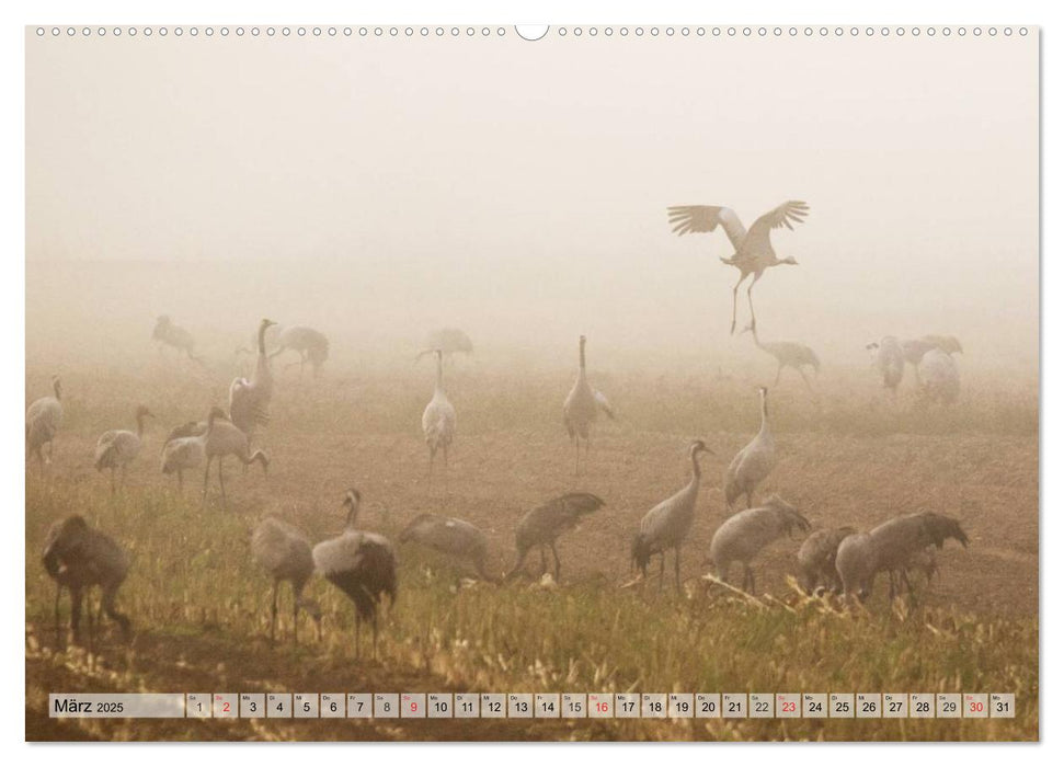 Kraniche auf dem Weg nach Süden (CALVENDO Premium Wandkalender 2025)