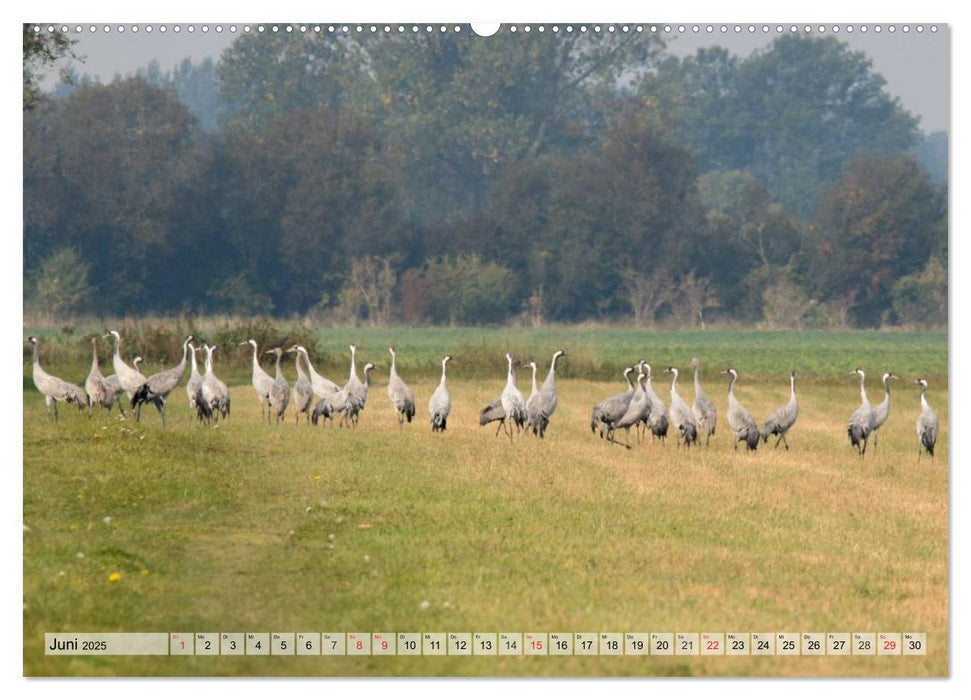 Kraniche auf dem Weg nach Süden (CALVENDO Premium Wandkalender 2025)