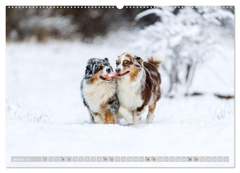 Australian Shepherd 2025 (CALVENDO Premium Wandkalender 2025)